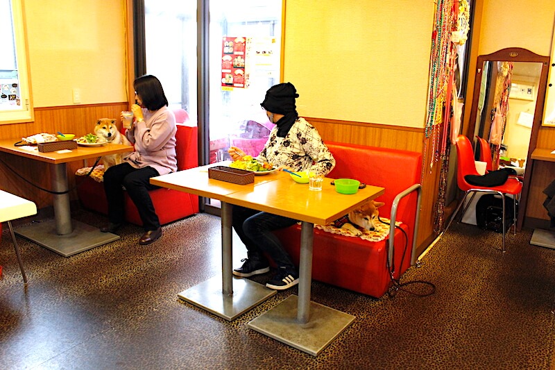 柴犬,カフェ