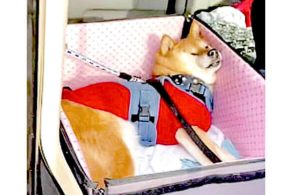タヌキ寝入りが得意な柴犬が見せた、ひとりの時の超だらしな爆睡