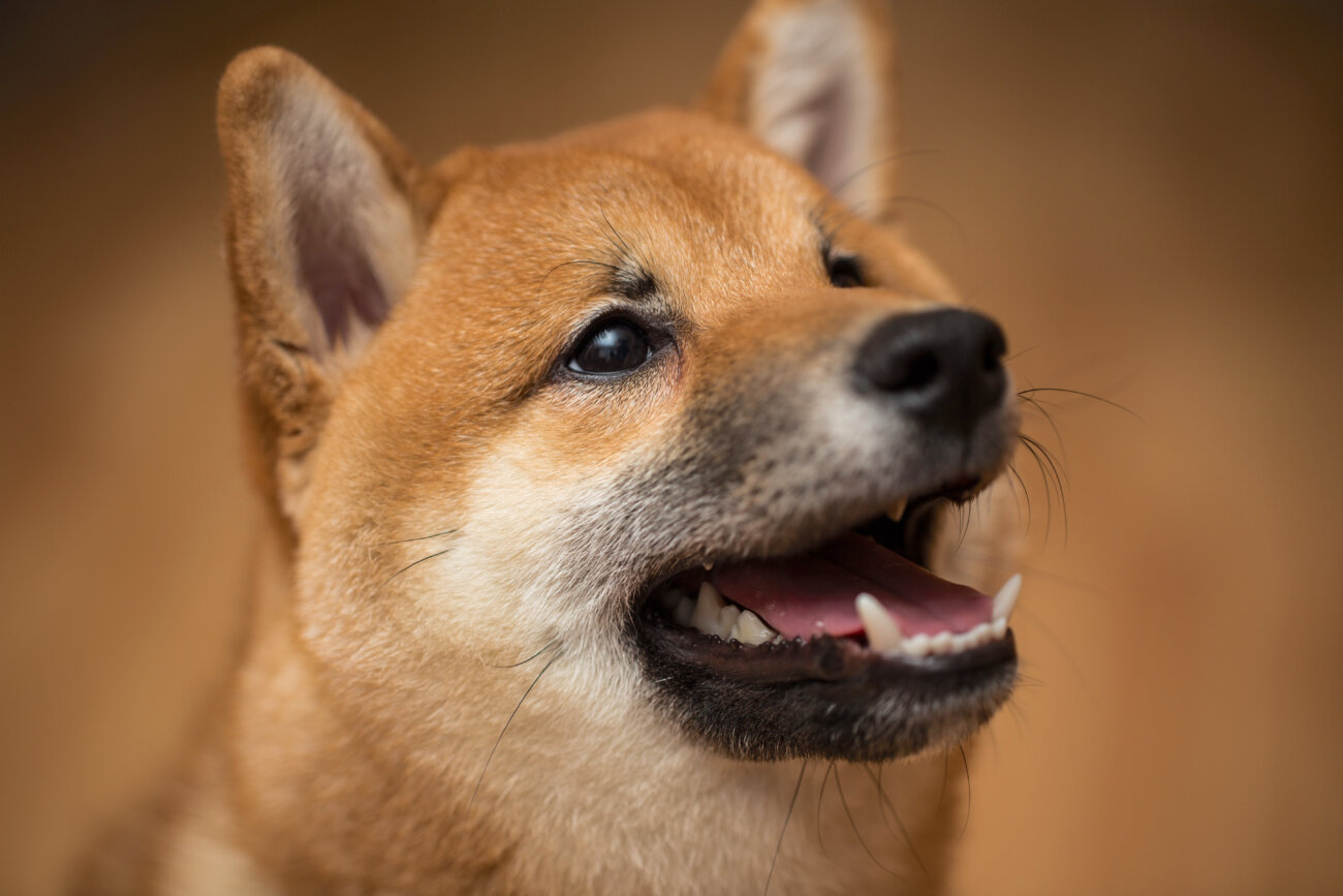 柴犬,愛玩動物飼養管理士