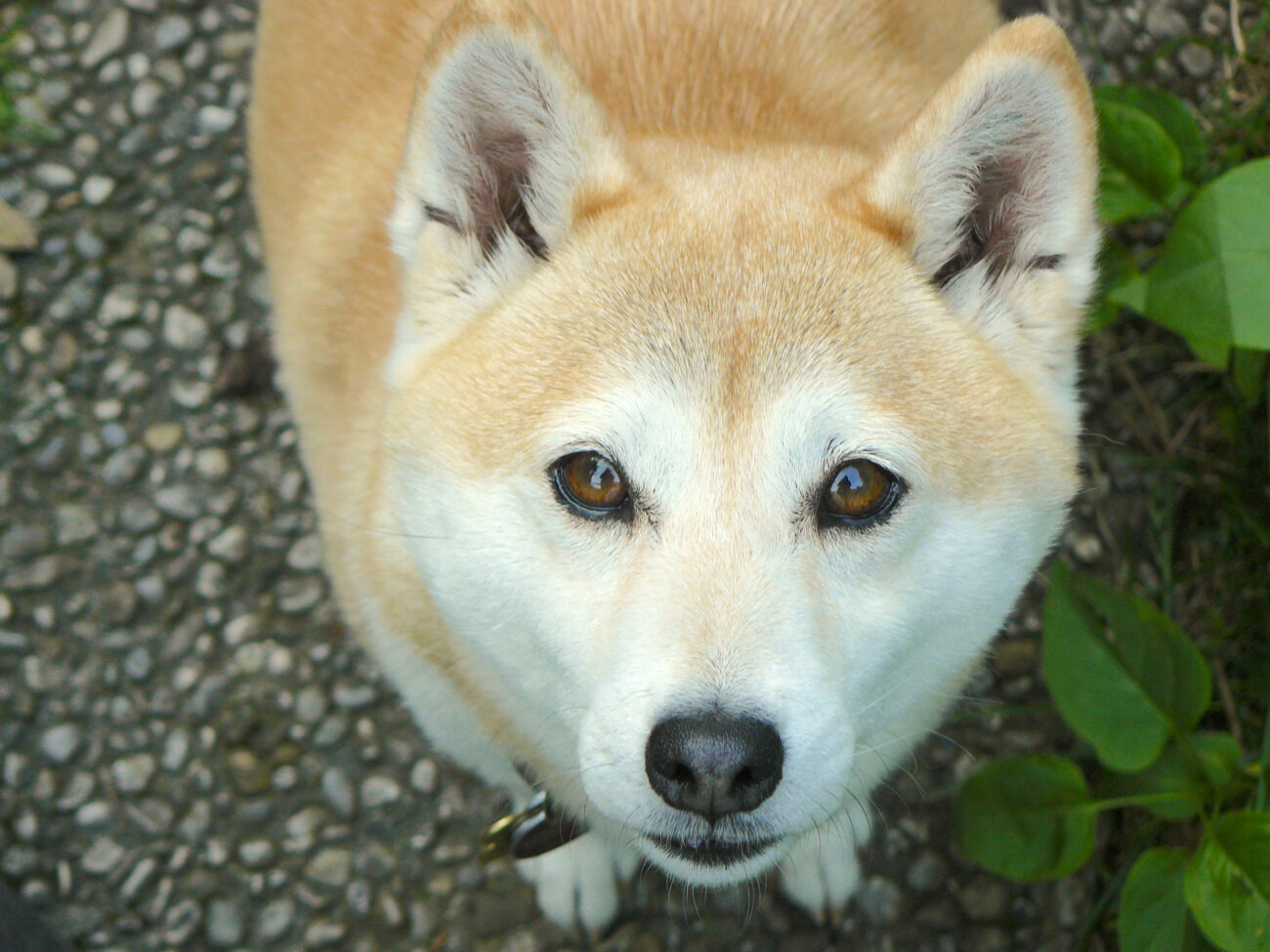 柴犬,愛玩動物飼養管理士