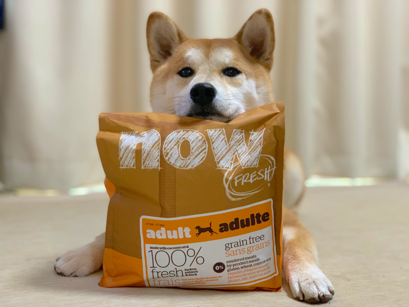 柴犬,フード,NOW FRESH,ナウフレッシュ