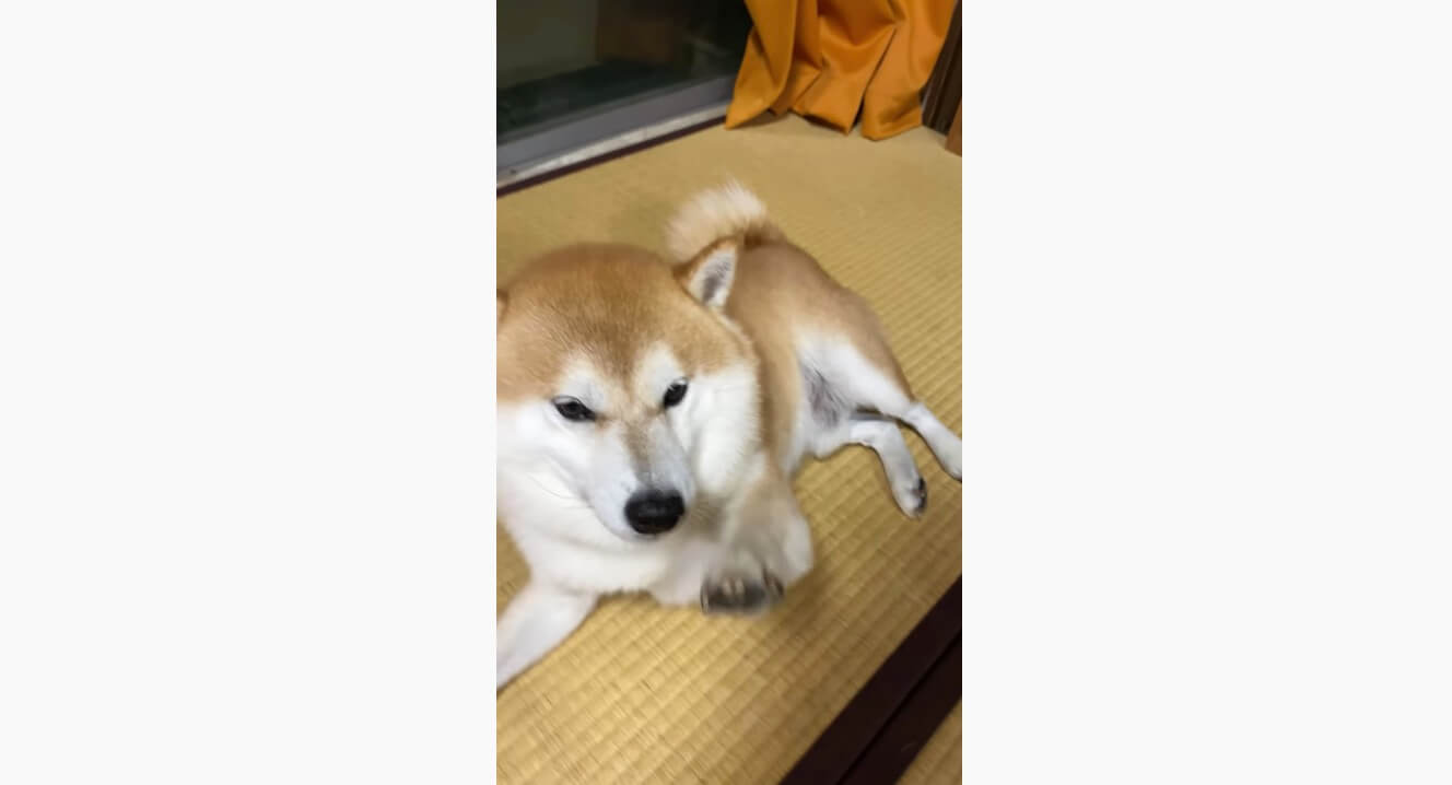 柴犬,YouTube
