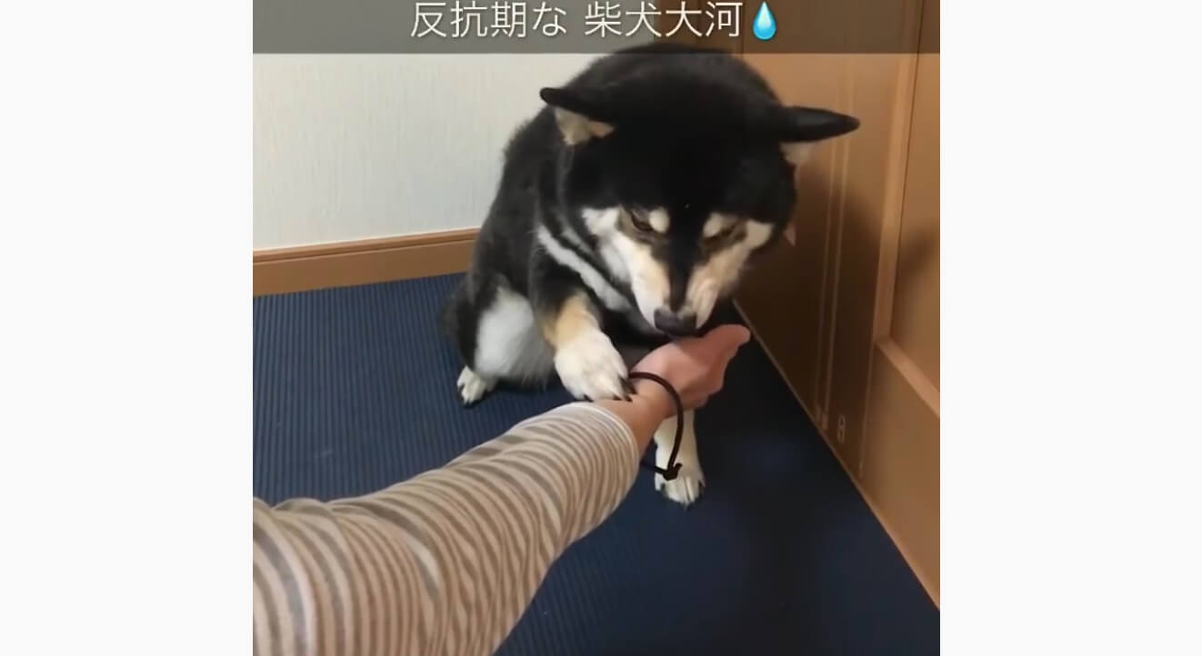 柴犬,YouTube