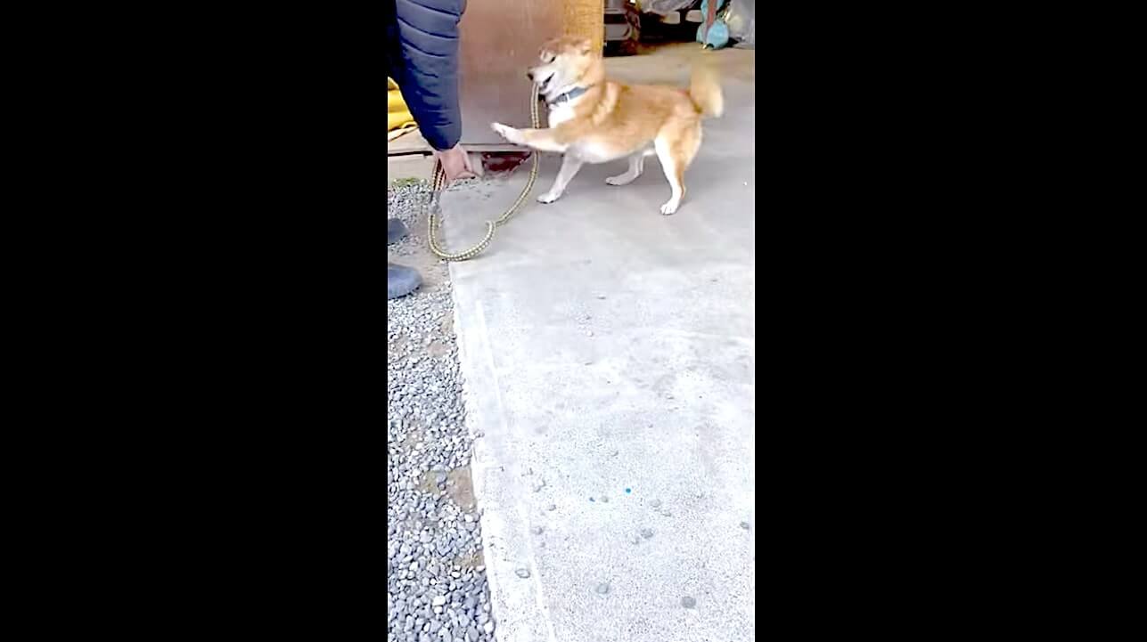 柴犬,YouTube