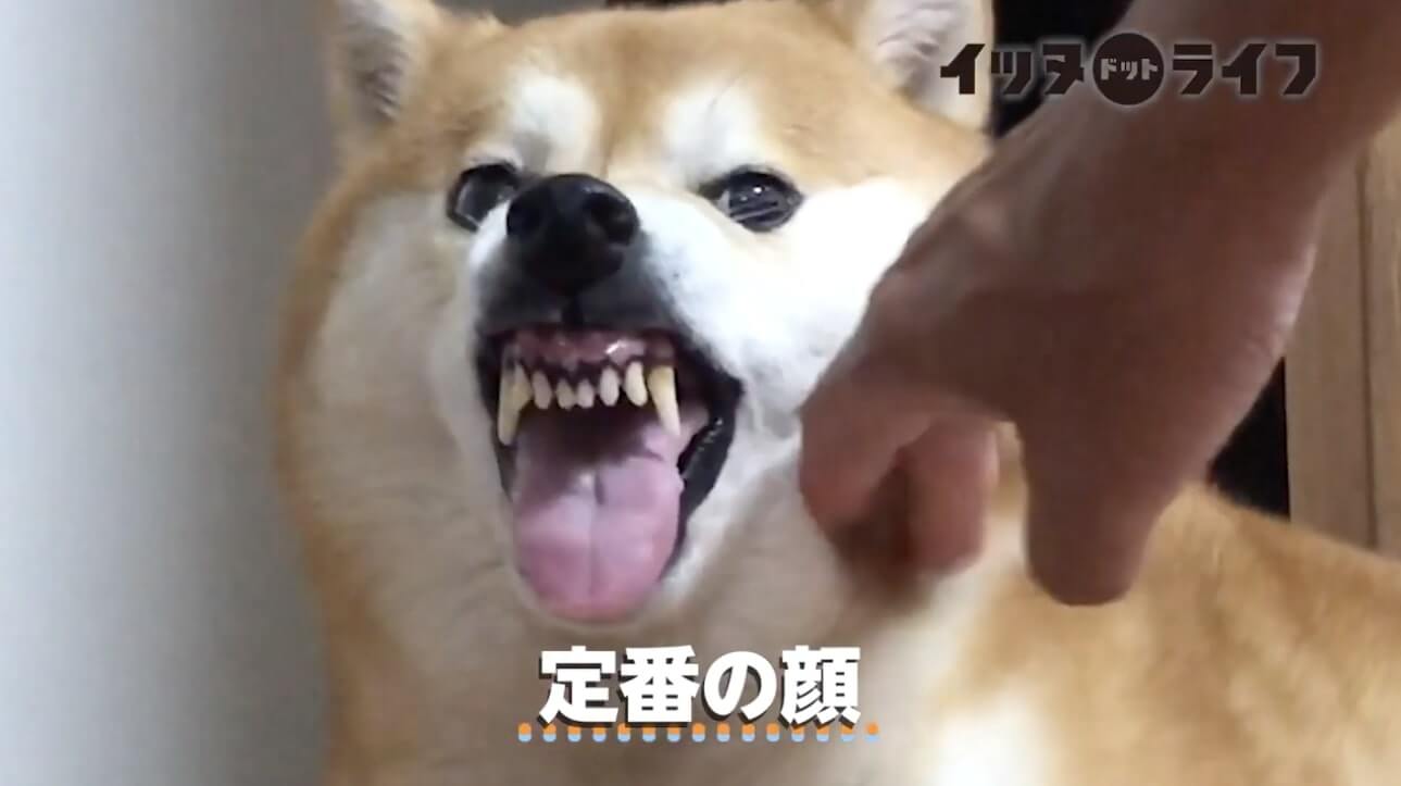 柴犬,動画,イッヌドットライフ
