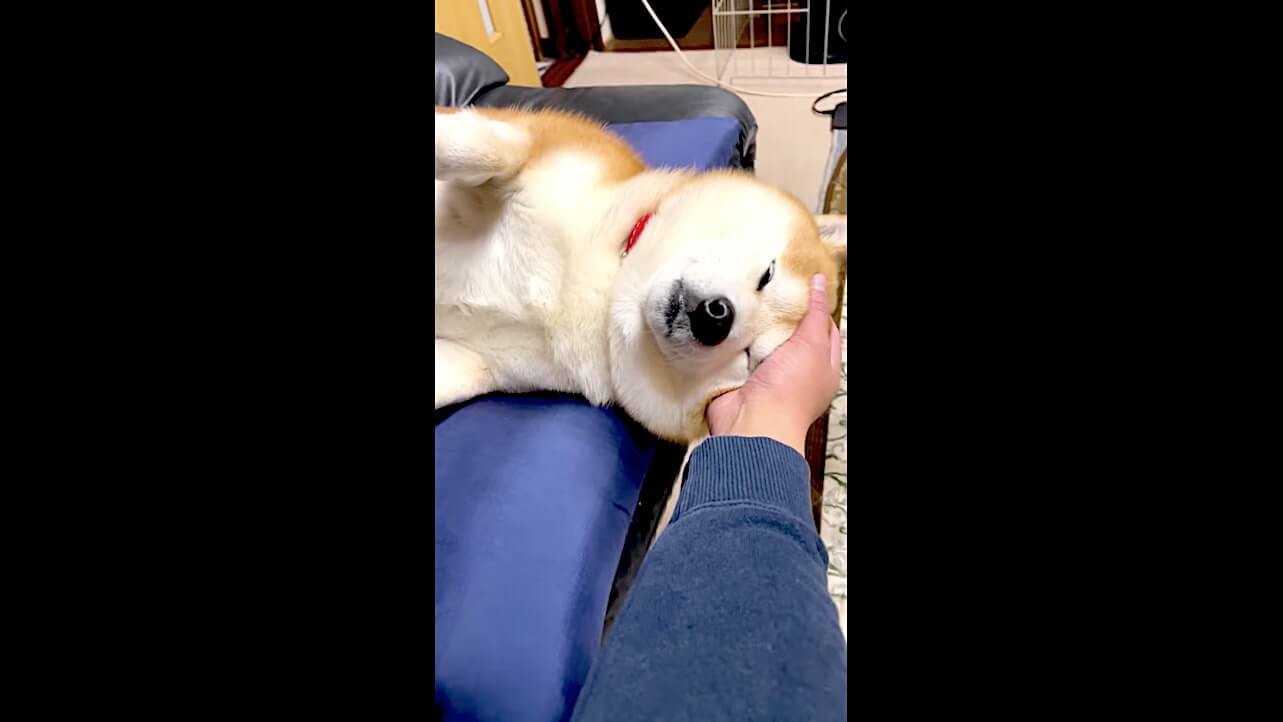 柴犬,YouTube