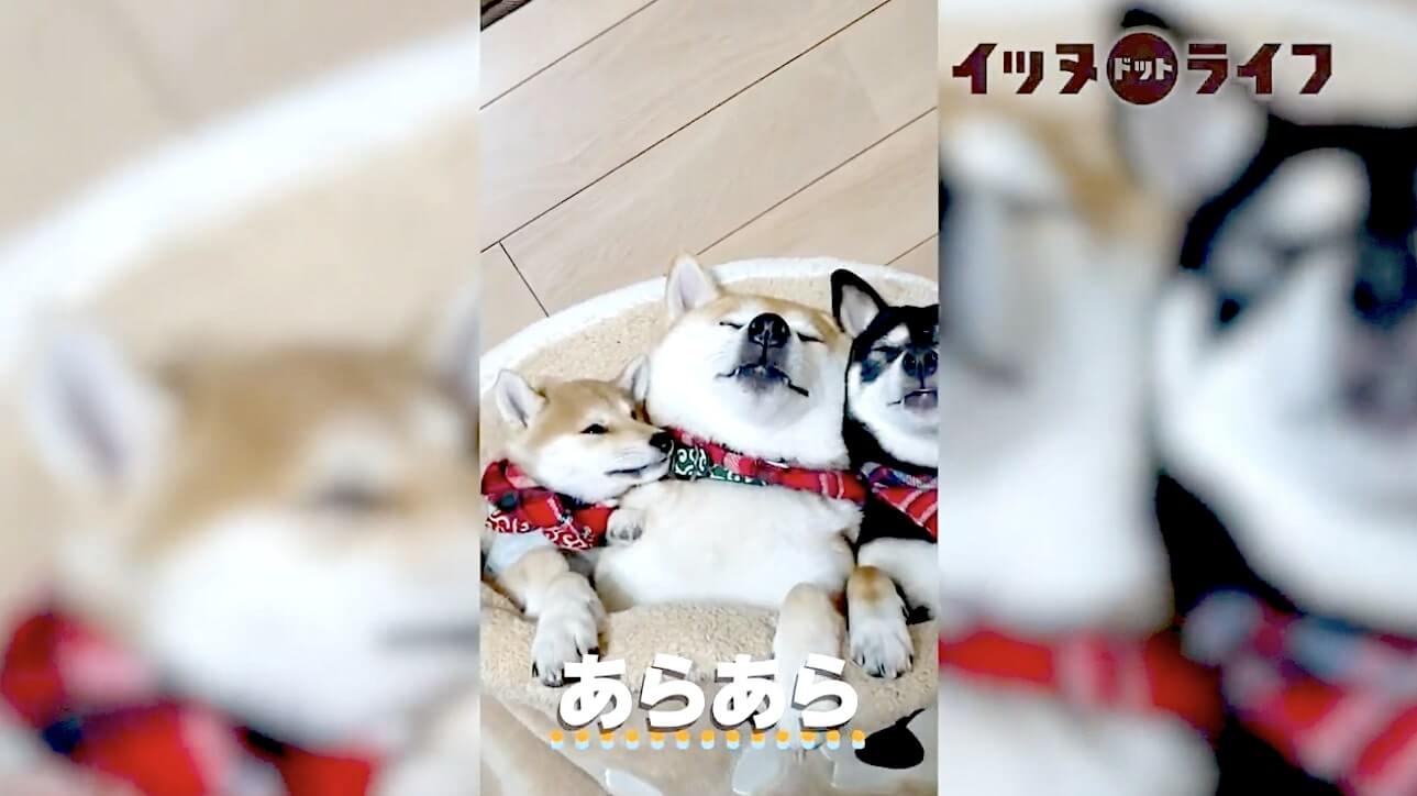 柴犬,動画,イッヌドットライフ