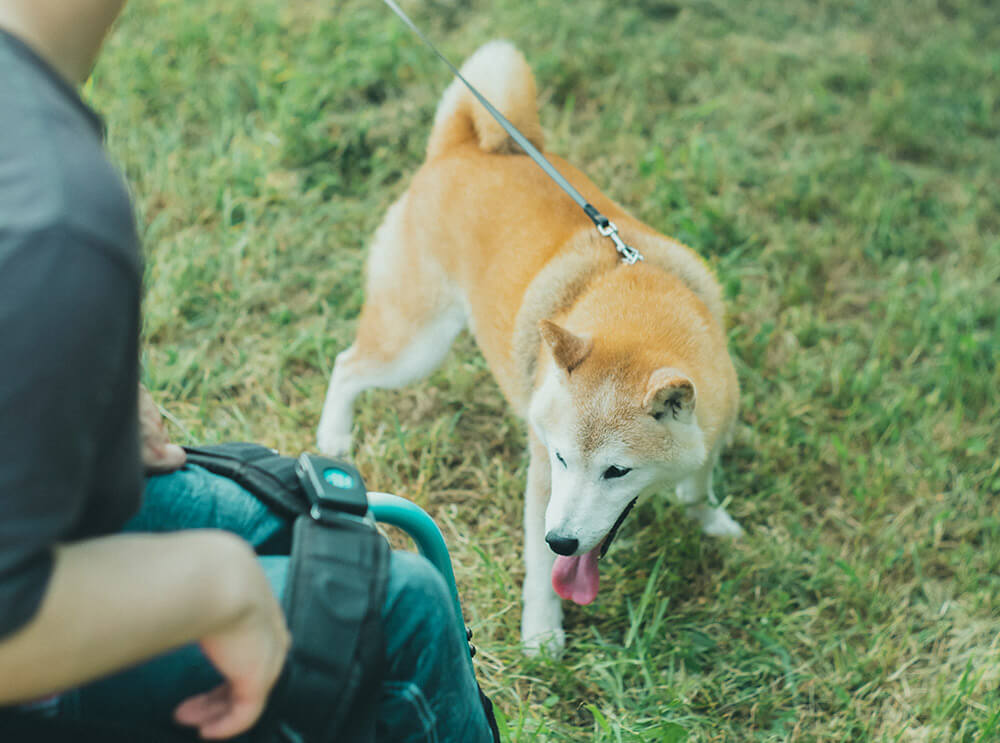 柴犬,柴犬ライフ,取材