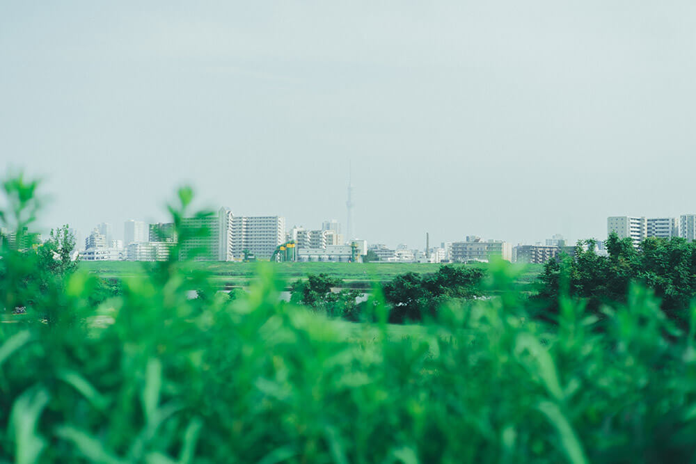 柴犬,柴犬ライフ,取材