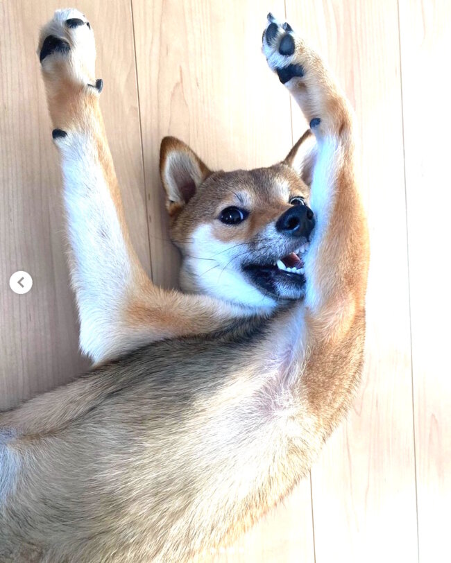 柴犬,Instagram