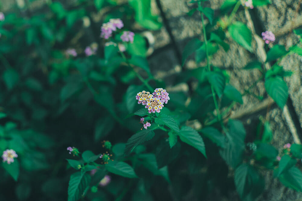 柴犬,柴犬ライフ,取材