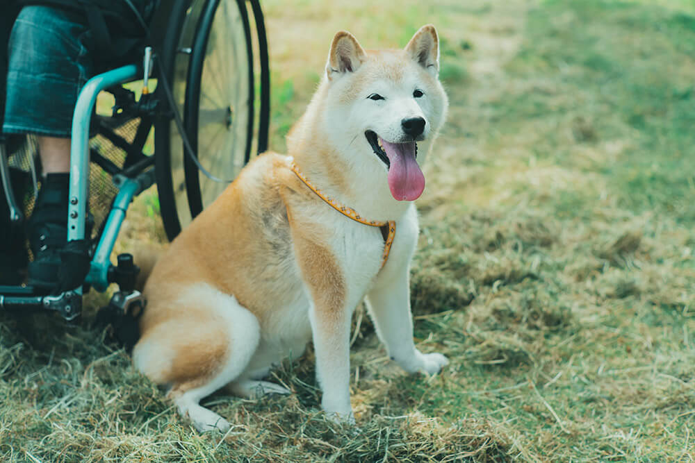柴犬,柴犬ライフ,取材