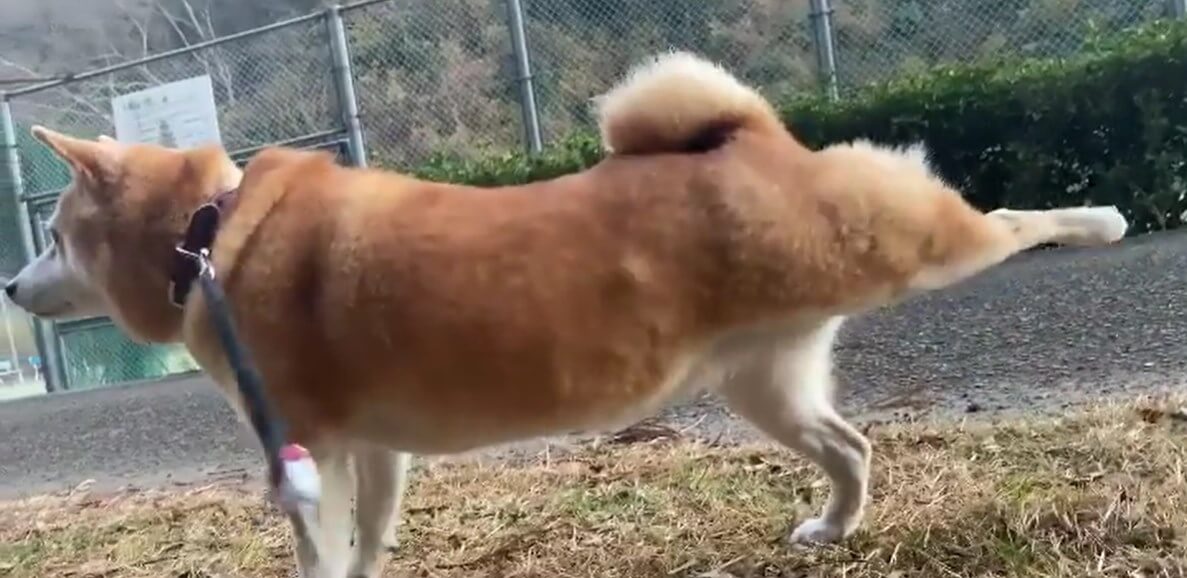 柴犬,Instagram