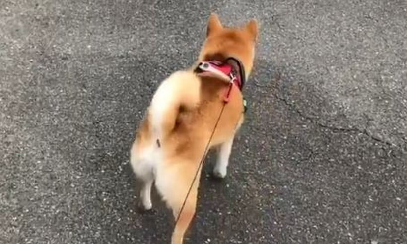 柴犬,Instagram