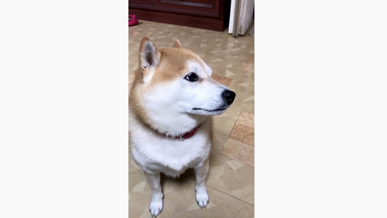 柴犬,YouTube