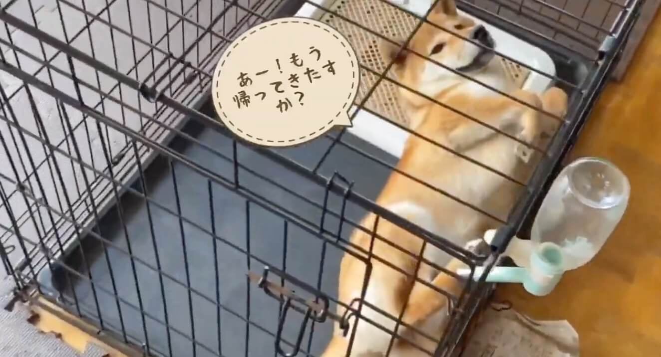 柴犬,YouTube