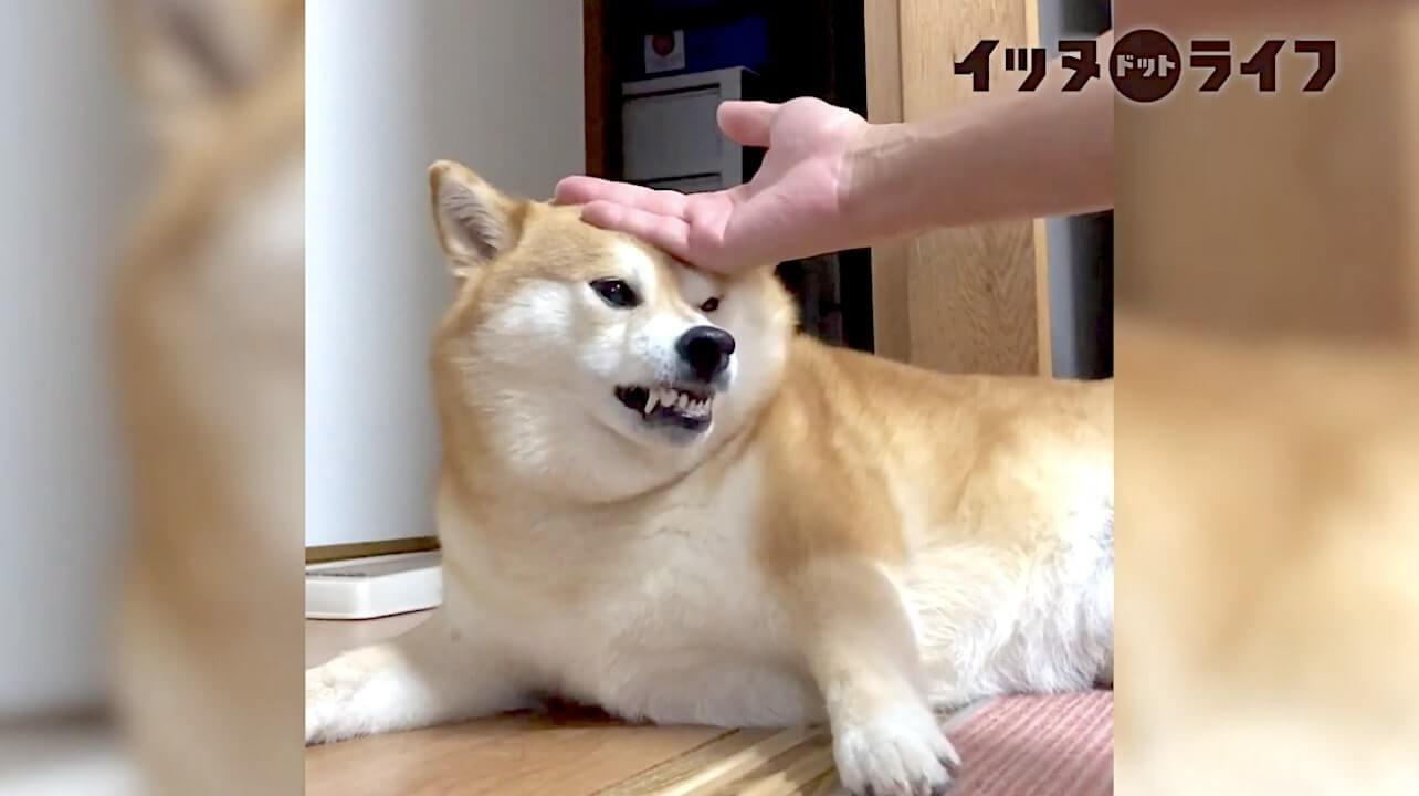 柴犬,動画,イッヌドットライフ