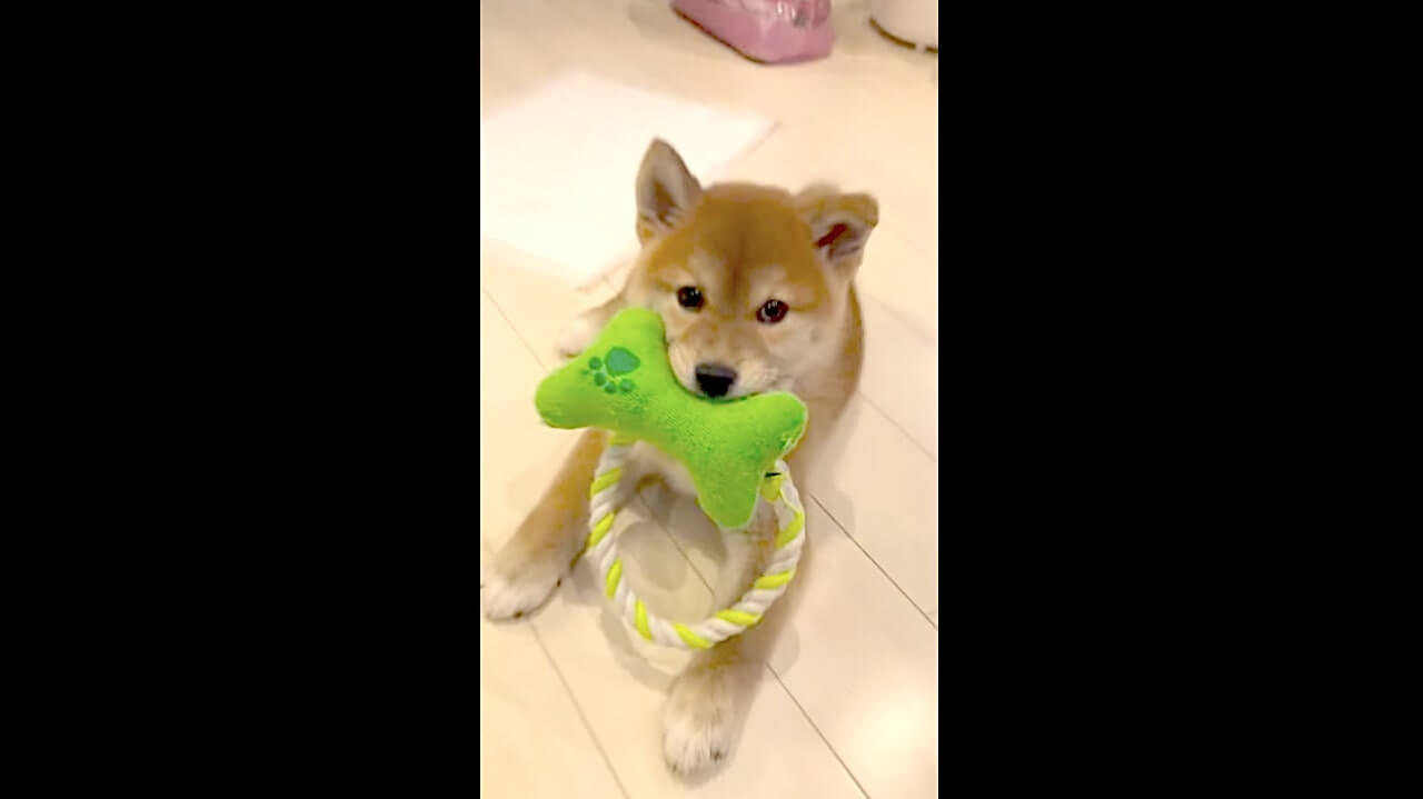 柴犬,YouTube