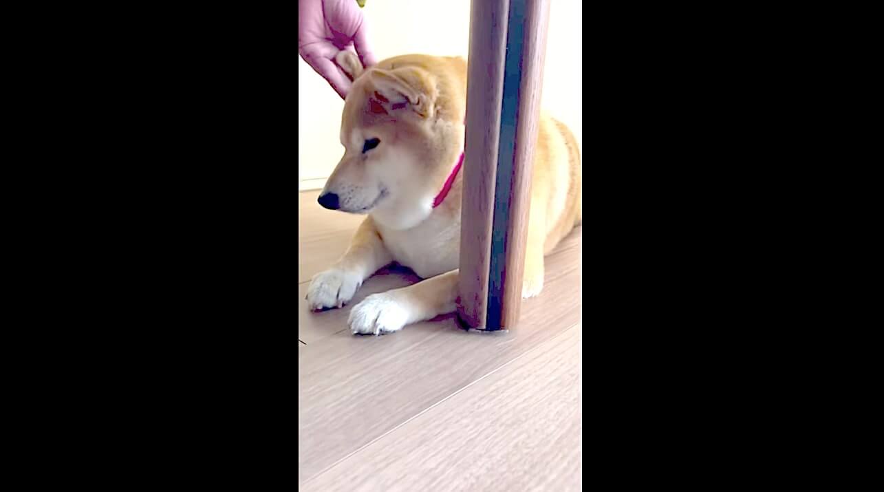 柴犬,YouTube