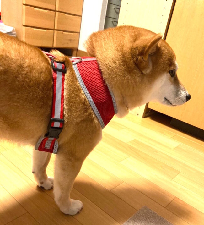 柴犬,Twitter