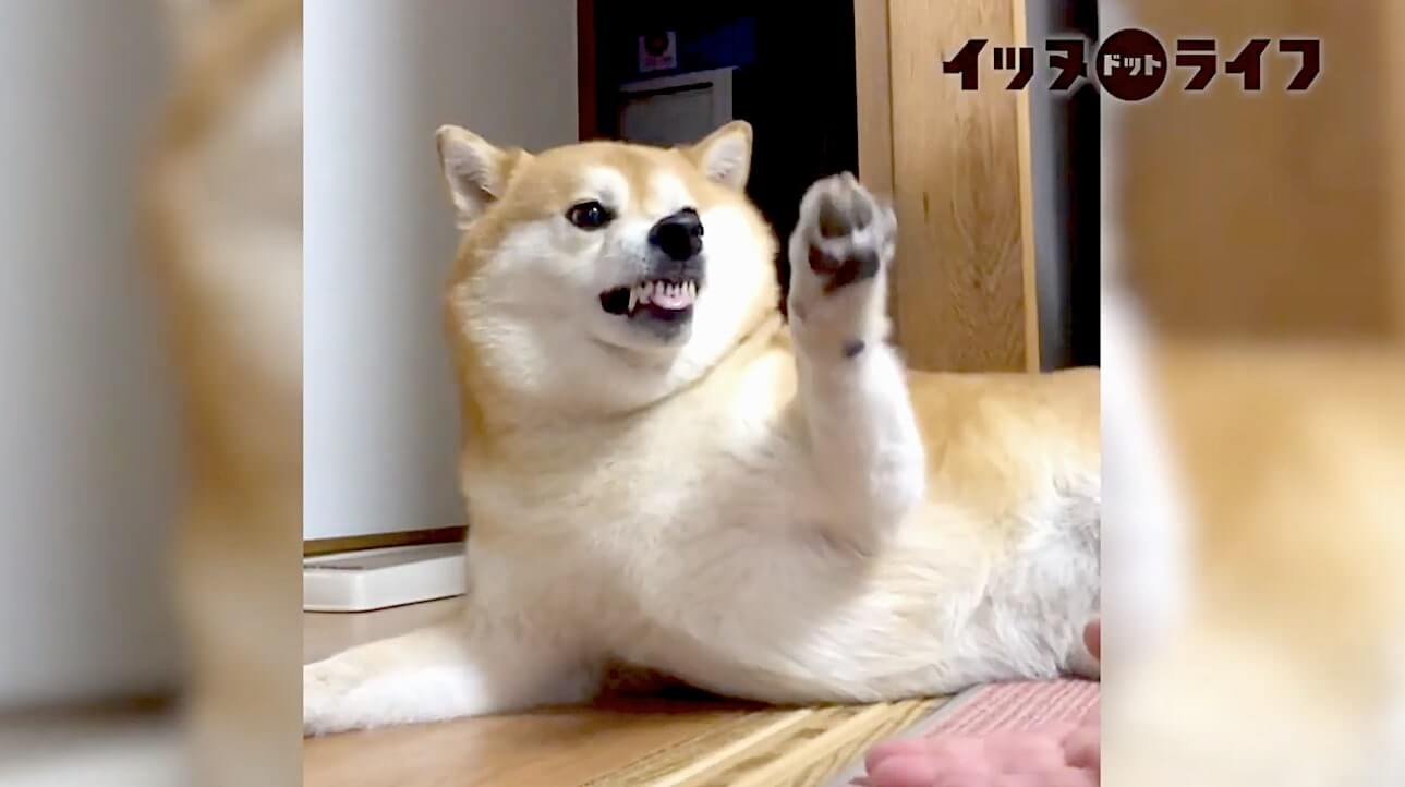 柴犬,動画,イッヌドットライフ