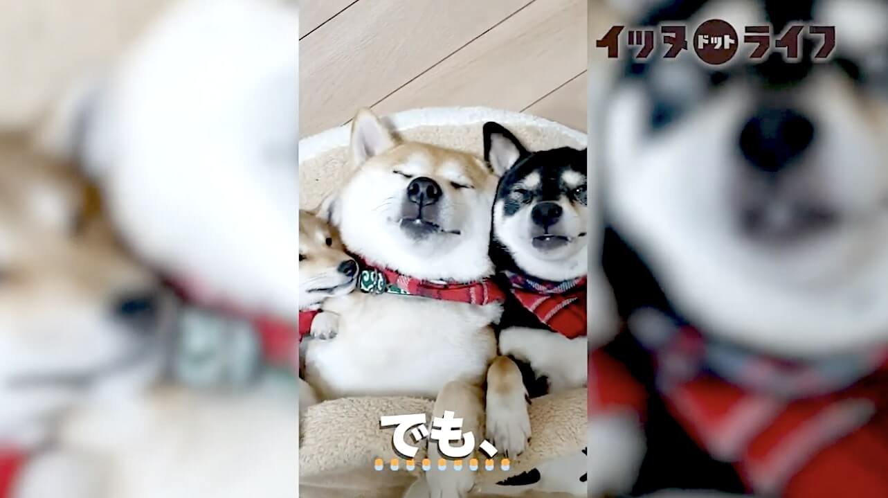柴犬,動画,イッヌドットライフ