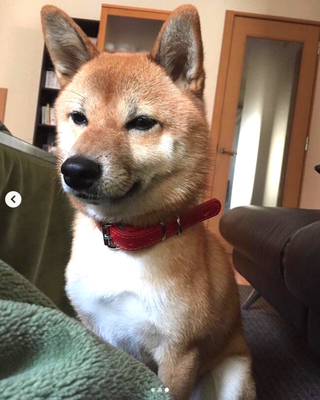 柴犬,Instagram