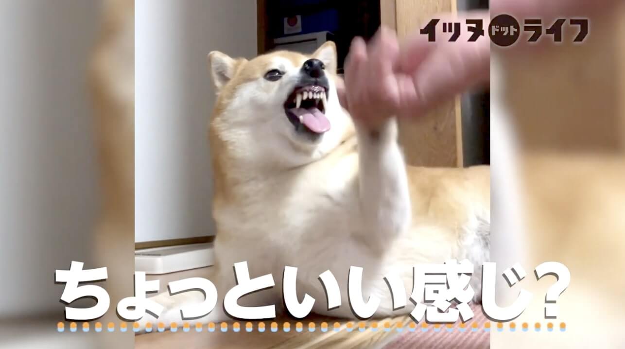 柴犬,動画,イッヌドットライフ