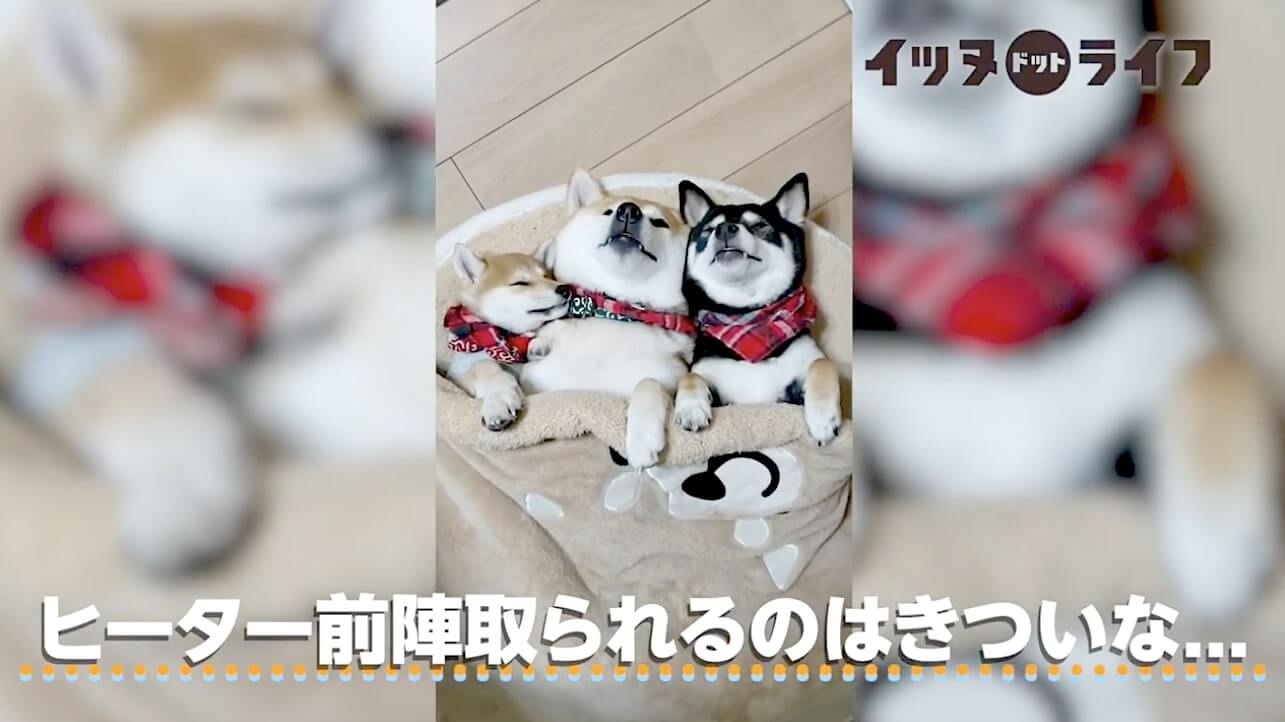 柴犬,動画,イッヌドットライフ