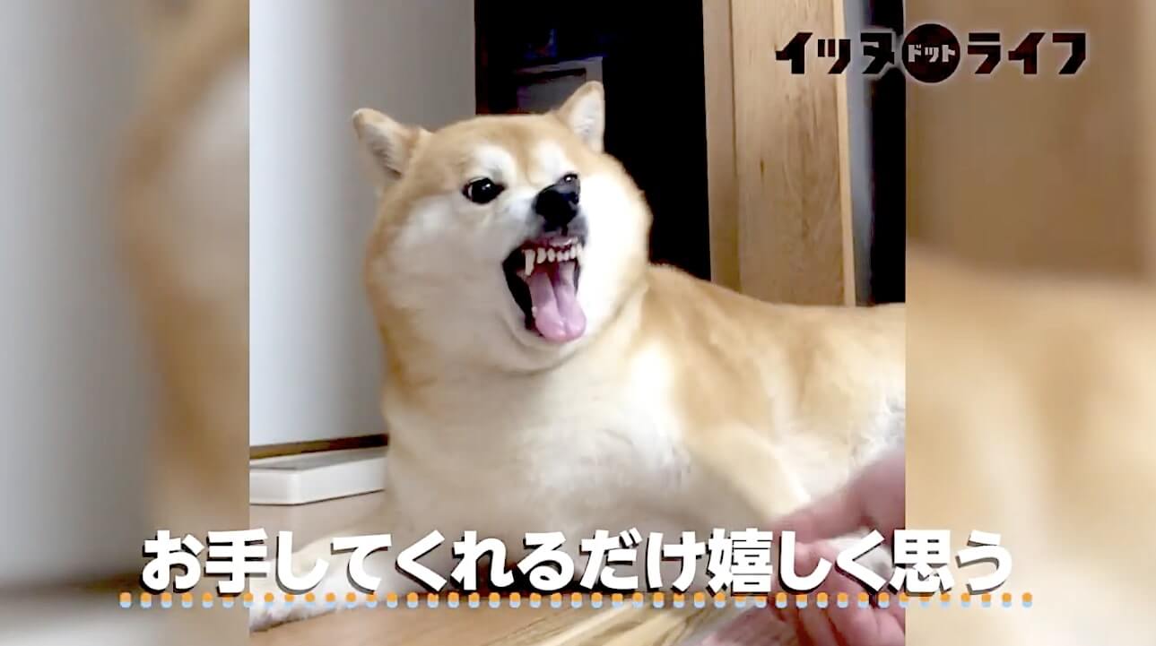 柴犬,動画,イッヌドットライフ