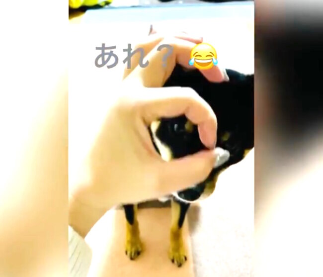 柴犬,Instagram