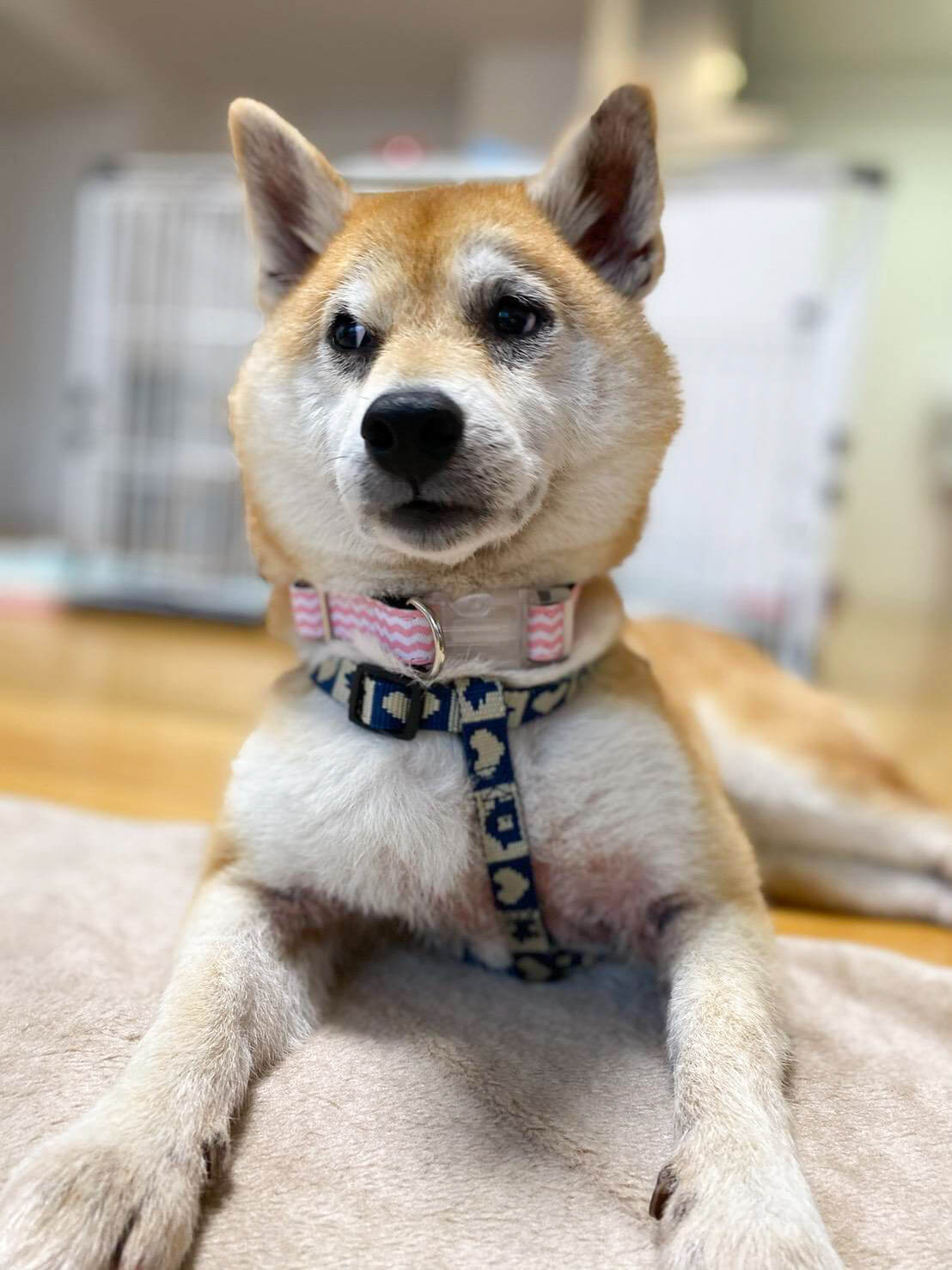 アキナ山名,柴犬,おまめ