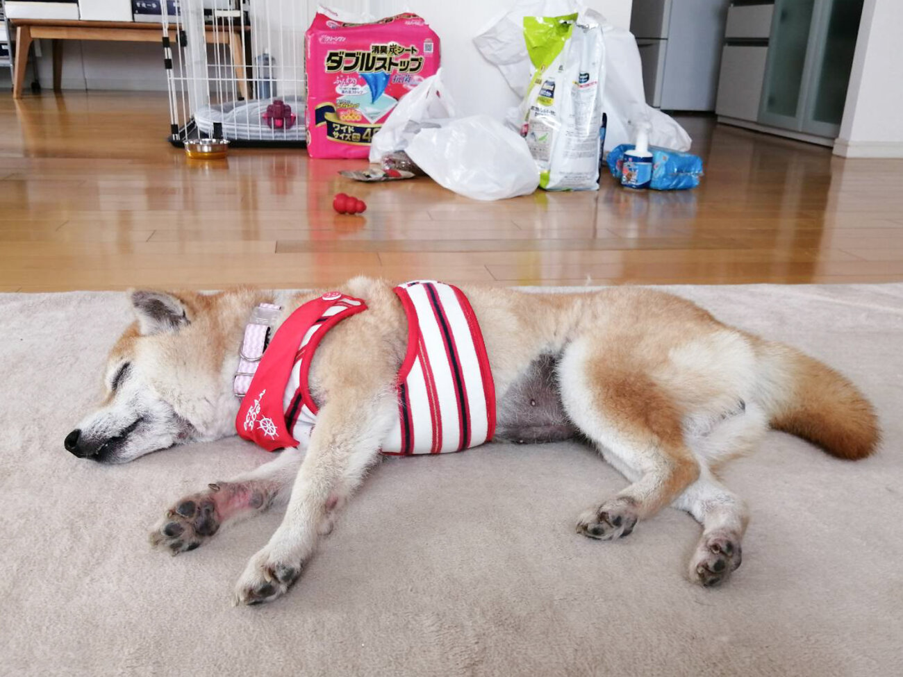 アキナ山名,柴犬,おまめ