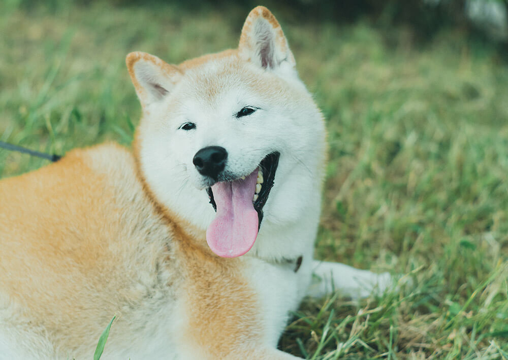 柴犬,柴犬ライフ,取材