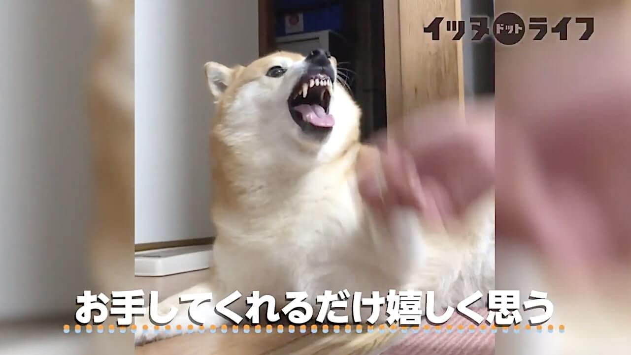 柴犬,動画,イッヌドットライフ