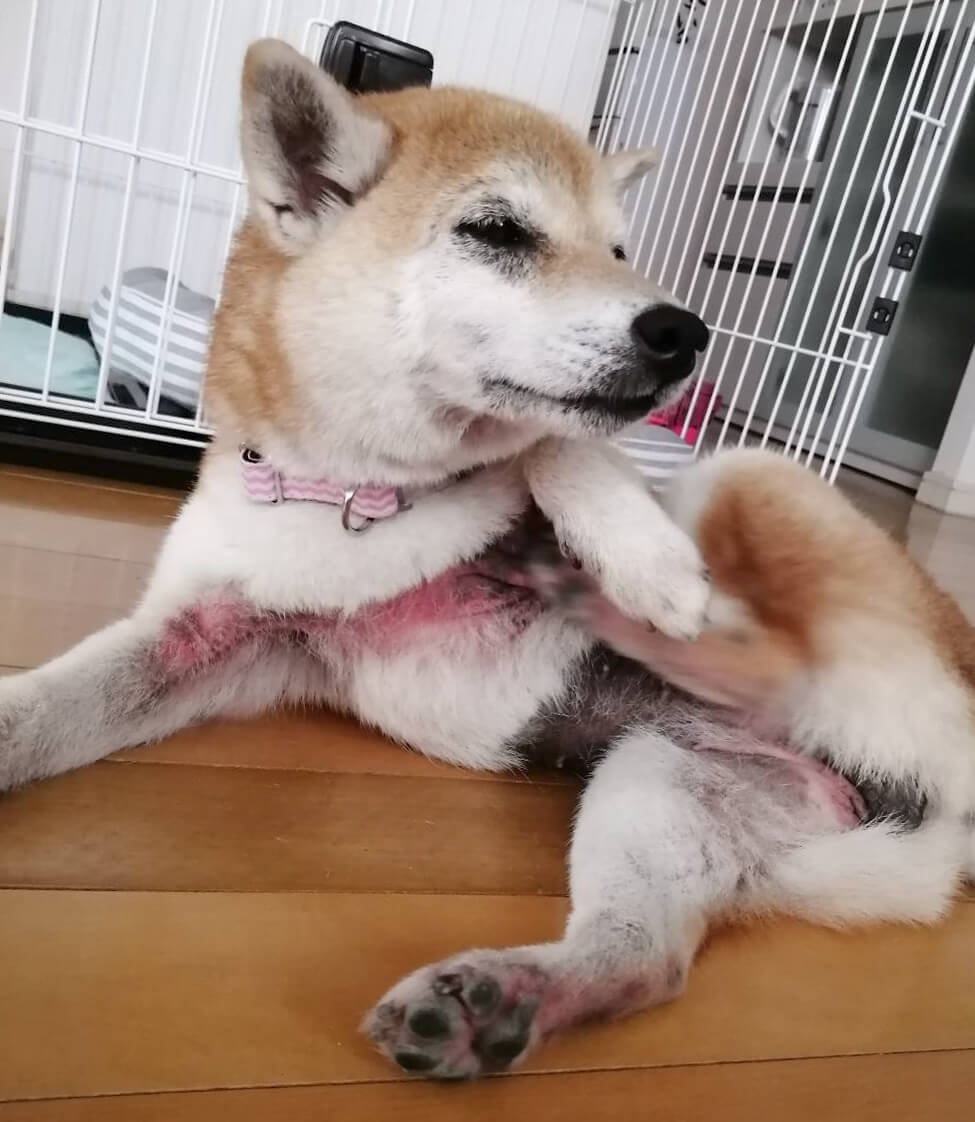 柴犬ライフ,アキナ山名,おまめ