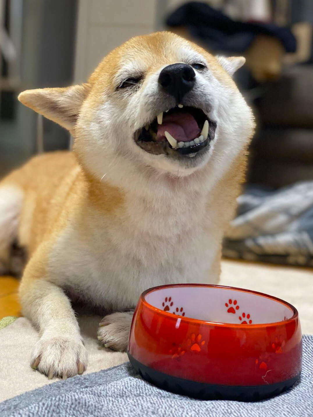 柴犬ライフ,アキナ山名,おまめ