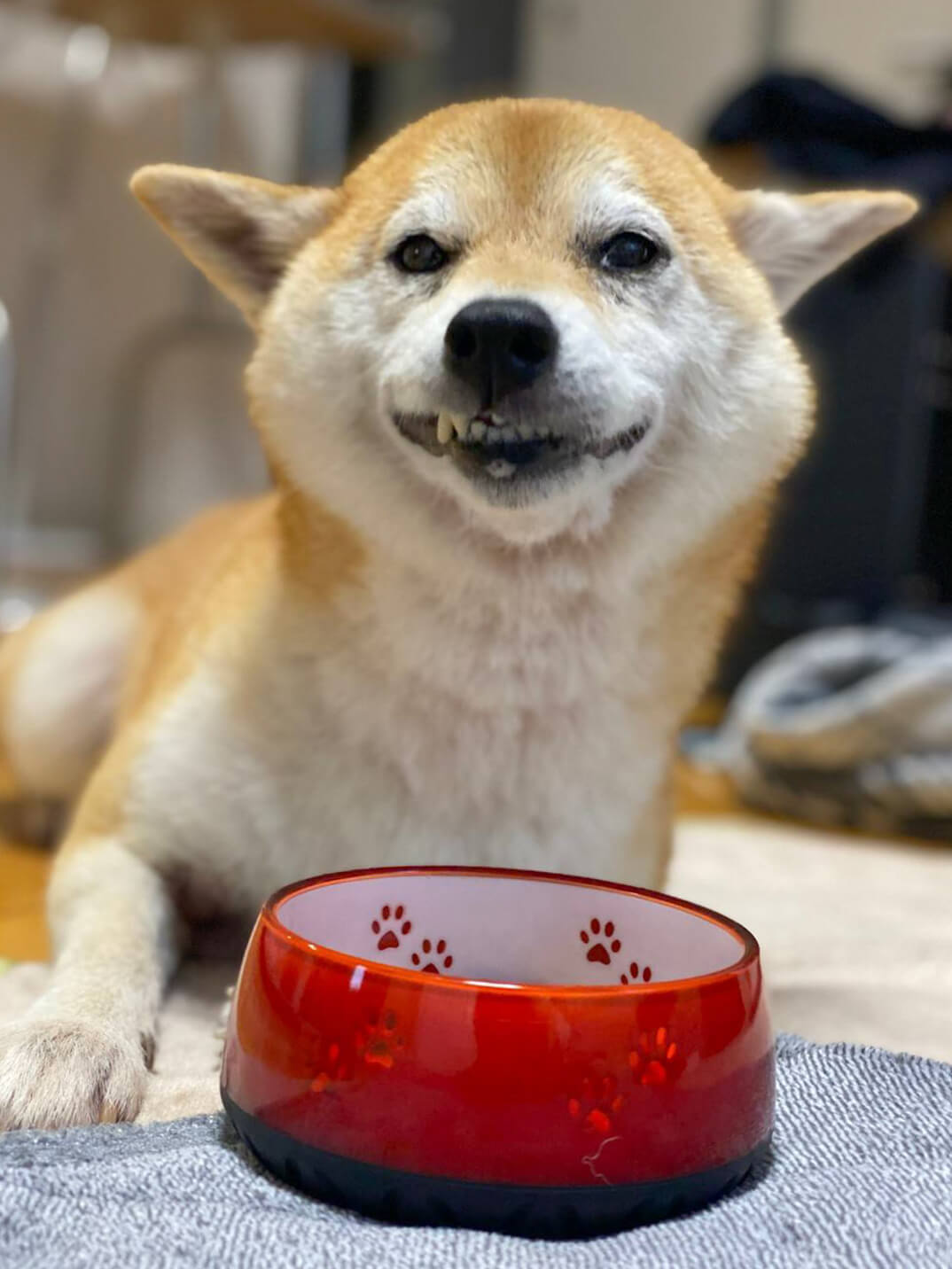 柴犬ライフ,アキナ山名,おまめ