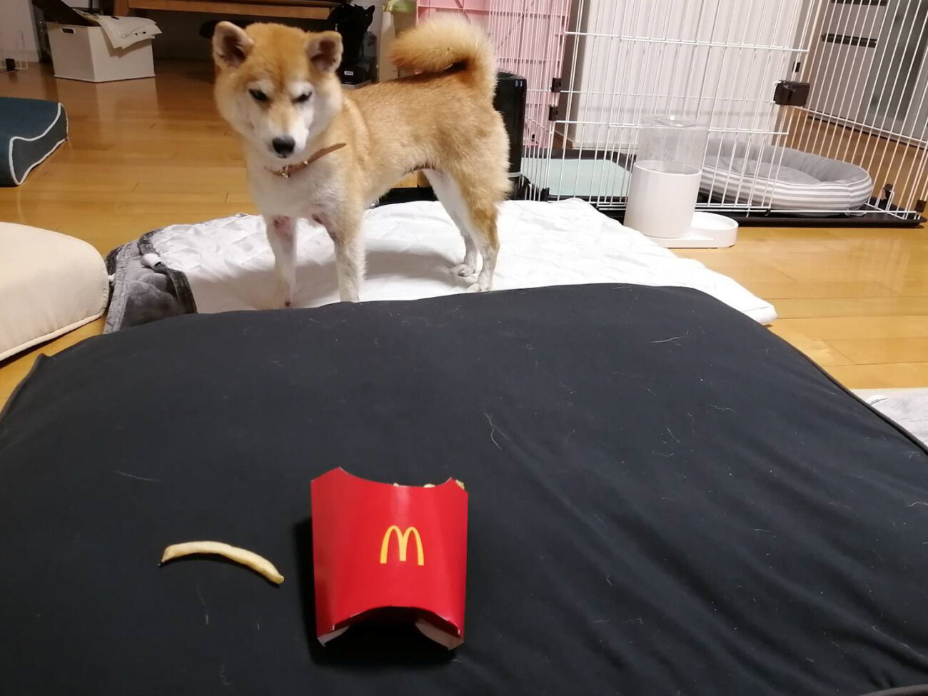 柴犬ライフ,アキナ山名,おまめ