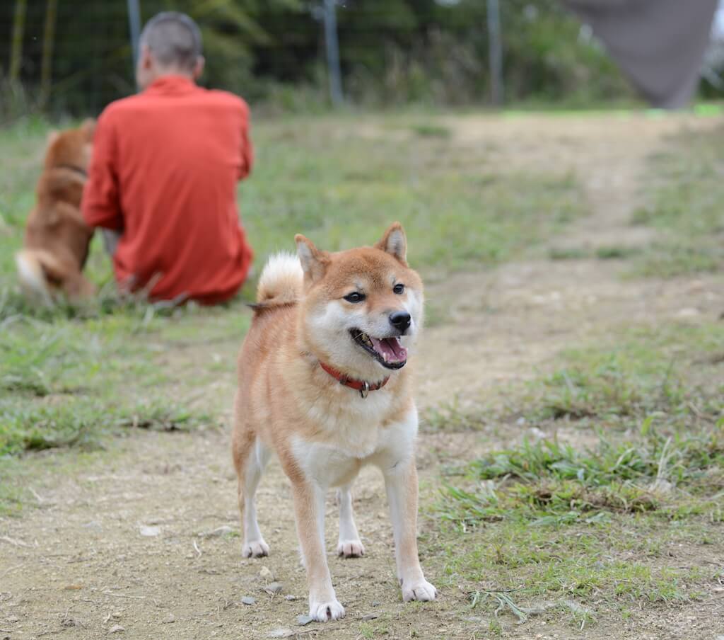 北村紋義さんことポチパパと柴犬