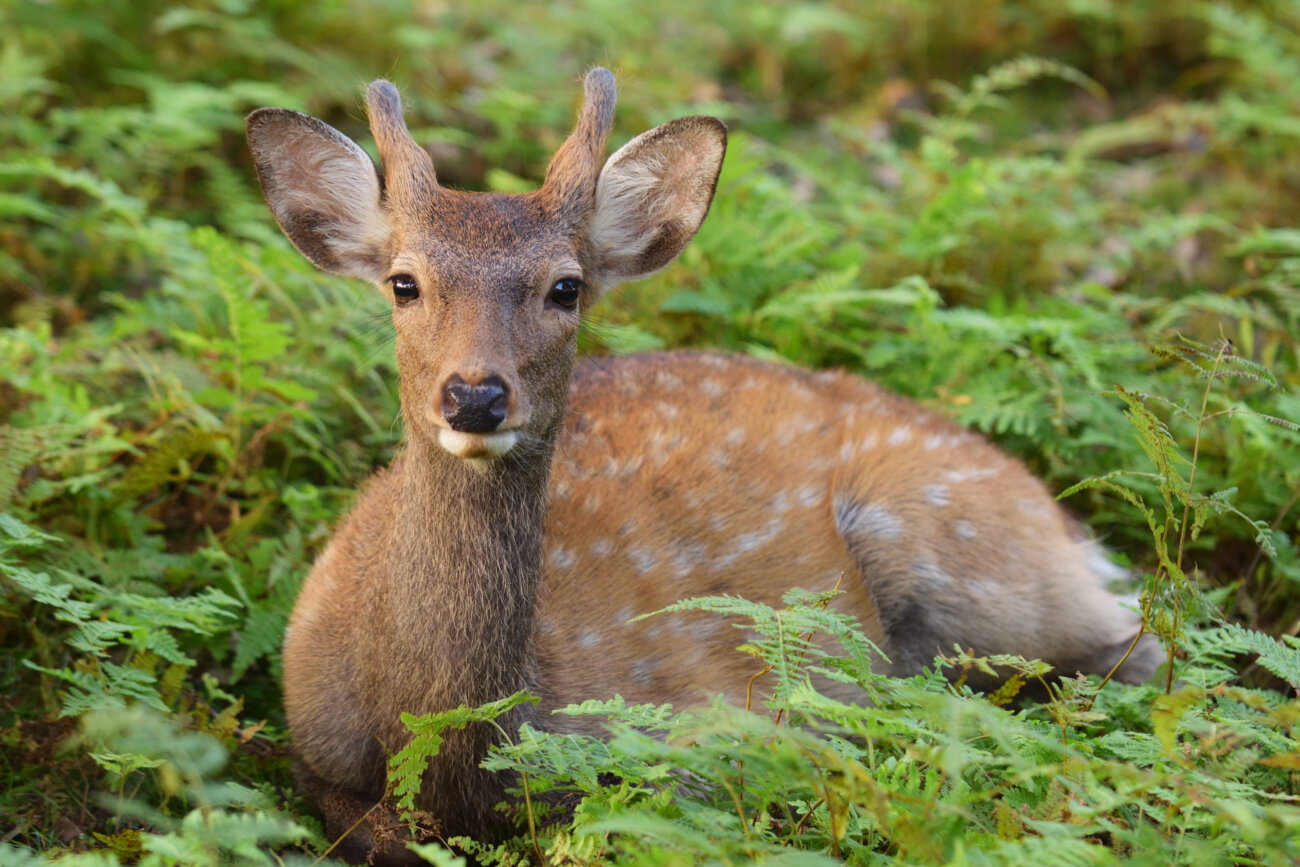 柴犬,鹿肉,フード,おゝみや