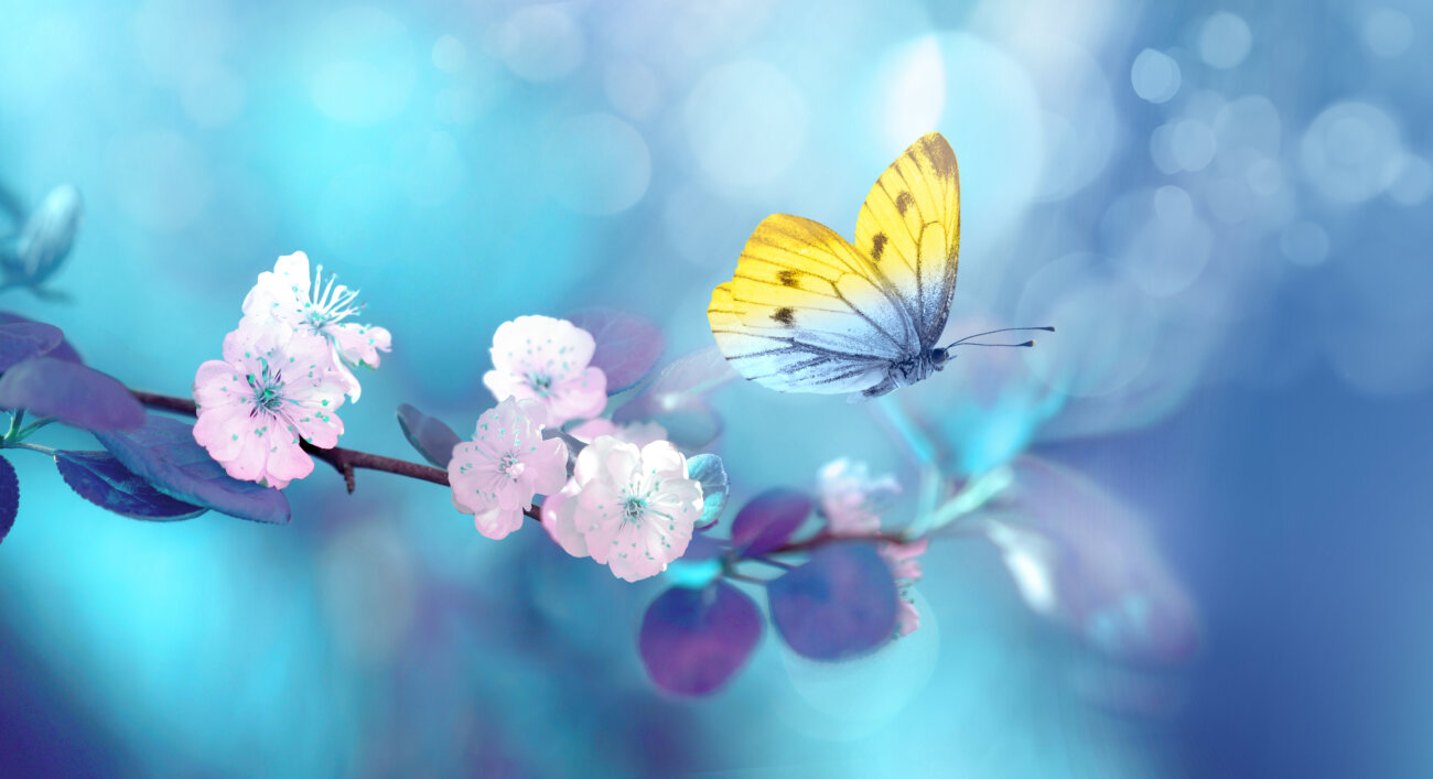 柴犬,鹿肉,フード,おゝみや