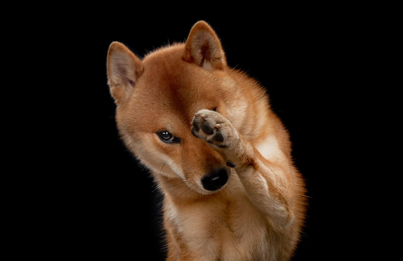 柴犬,鹿肉,フード,おゝみや