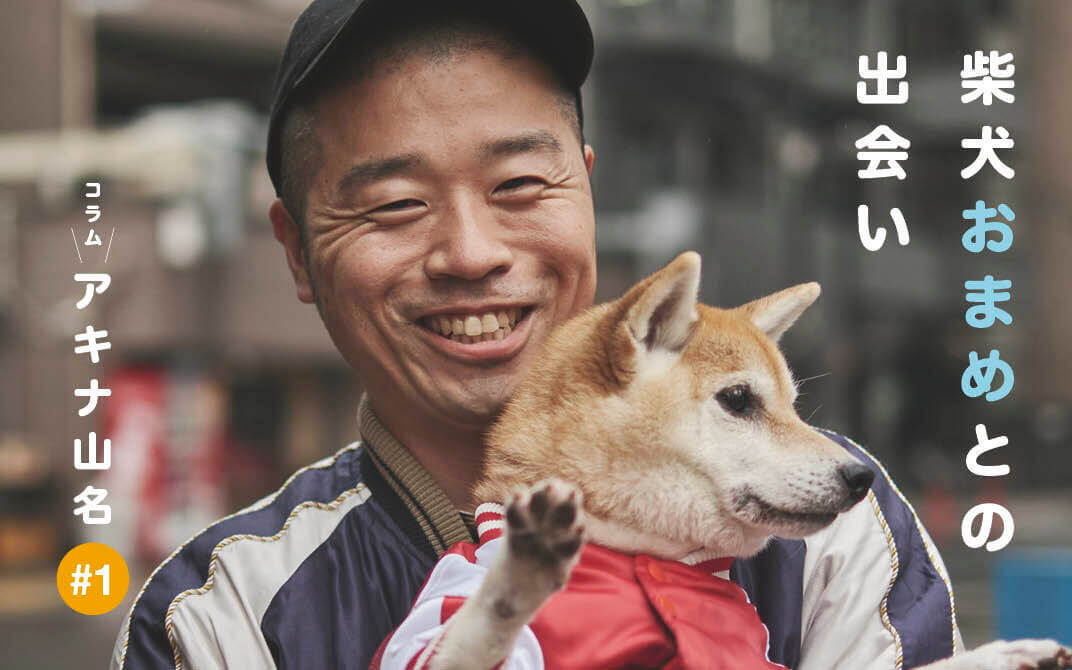 アキナ山名,柴犬,おまめ