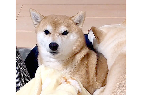 柴犬君 ページ はじめよう！柴犬ぐらし | 西川文二（にしかわ ぶんじ）, 影山直美