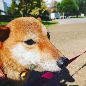 柴犬,里親募集,保護犬