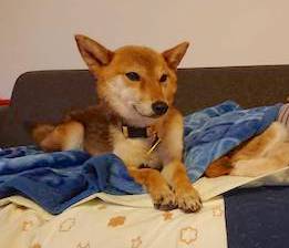 柴犬,里親募集,保護犬