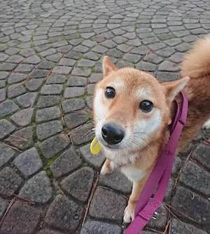 柴犬,里親募集,保護犬