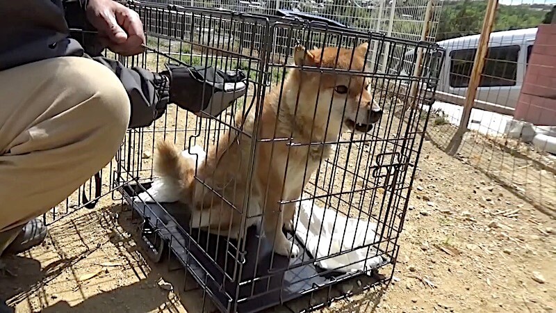 柴犬