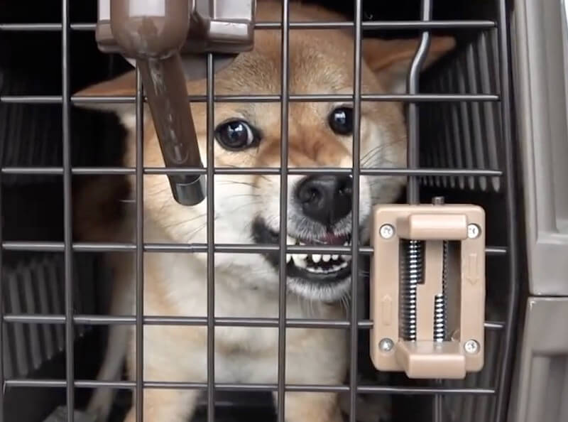 柴犬
